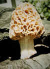 bigmorel.jpg (27407 bytes)