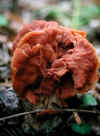 falsemorel.jpg (20697 bytes)